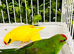 Beautiful young kakariki parakeet