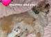 Shihpoos