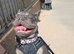 Female frenchie