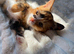 Kittens for sale