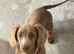 Long hair Miniature dachshund