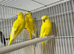 Yellow latino buddie 2 male