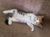 Mixed breed kitten