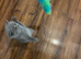 British shorthair kittens for sale
