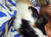 FEMALE GUINEA PIG