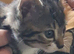 X2 bengal 16 wks x1 m x1 f