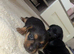 Yorkshire terrier X Jack Russell