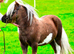 SA clear SPSBS reg mushroom carrier colt foal
