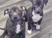 Staffy X pups for sale