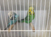 Proven Pair off exhibition Budgies