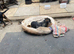 Lakeland / fell terrier x Patterdale