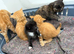 5 beautiful kittens
