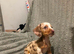 Last 3 girls looking for 5star homes