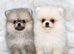 Stunning Pomeranian Boy Puppys