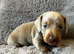 Absolutely gorgeous super miniature dachshunds