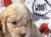 F1 Cockerpoo puppies