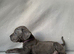 BLUE CANE CORSO PUPPIES FOR SALE