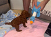 Dark Red Cavapoo Puppies