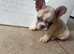 French bulldog puppies