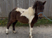 2Yo - Big Shetland / (over sized) /  - Colt - Skewbald - Un Registered