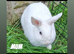 Mini lop x baby