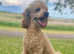 Poodle Stud