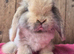 Cashmere mini lop doe
