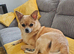 14 month pom/chi