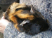Two adult male piggies looking for a new home