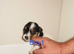 Parson Russell terriers
