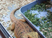 Breaded dragon