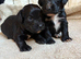 Stunning working cocker spaniel puppies