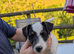 Traditional type Jack Russell pup. Fully vaccinated.