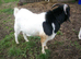 Boer Cross Billy Goat