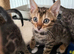 Bengal Kittens Available