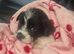 SMALL JACK RUSSELL PUPPIES