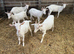 Cute super friendly Goats