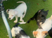 Yorkie russel puppies