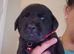 Chunky labrador puppies