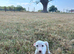 Gorgeous whippet puppies ready to go to their forever homes