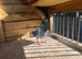 6 Racing pigeons for sale