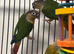 Hand Reared Stunning Young Conures