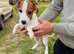 Pure breed Jack Russel puppies