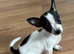 Full Chihuahuas