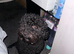 Cavapoo for rehoming