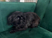 Imperial Shih Tzu KC Female
