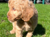 READY NOW! Stunning Labradoodles (Miniature) From Health tested parents