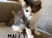 Long Haired Kittens Ready Now (READ DESCRIPTION)
