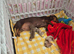 Mini dachshund