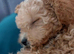 Asian Toy Poodle